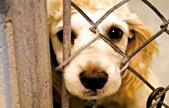 پولشویی به نام کنترل جمعیت سگ‌ها/ طرح صیانت از حقوق عامه در برابر حیوانات در تضاد با حقوق شهروندی است
