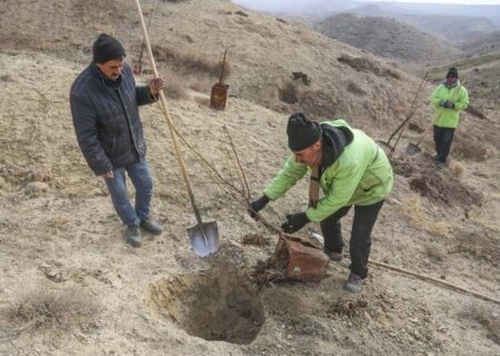 آغاز طرح کاشت 50 هکتار درخت در مرکز دفن زباله حلقه‌دره