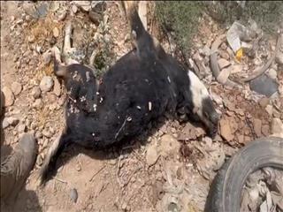 شهرداری ۱۷۰۰ سگ در گندک دماوند را قتل عام کرد