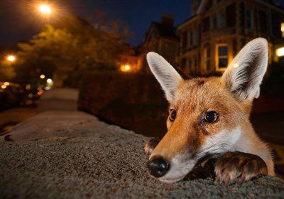 آیا “روباه‌های شهری” یک تهدید در حال رشد هستند؟