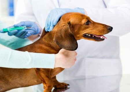 واکسن به جای سگ‌کشی
