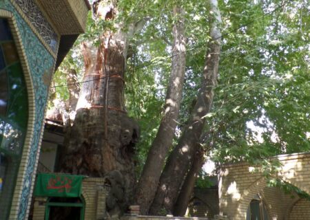 طرح حفاظت از درختان کهنسال البرز برای اولین بار در کشور اجرایی می‌شود