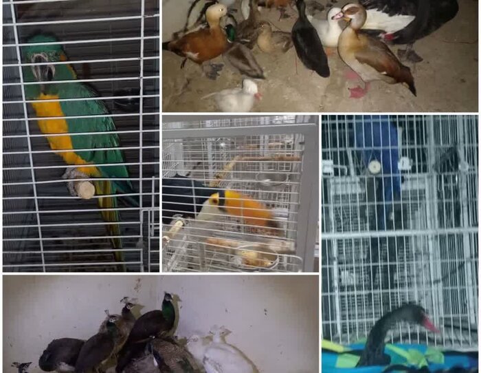 استرداد محموله قاچاق انواع پرندگان غیرمجاز به فرد متخلف