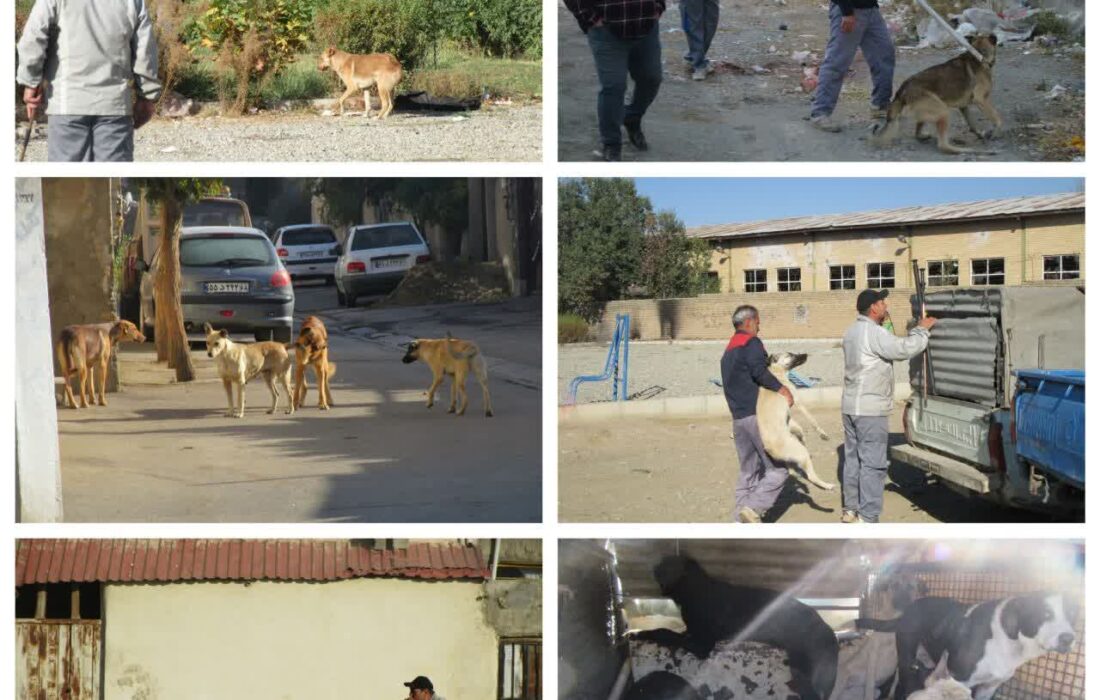 زنده گیری 15 قلاده سگ بلاصاحب در شهر گلسار