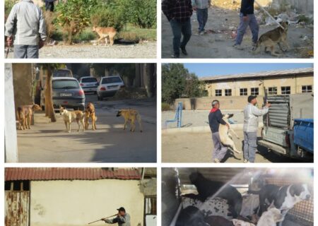 زنده گیری 15 قلاده سگ بلاصاحب در شهر گلسار