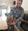 تحویل یک بهله پرنده سارگپه به یگان حفاظت محیط زیست نظرآباد